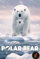 Polar Bear 2022 izle